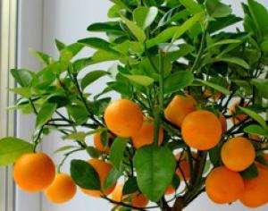 Мандариновое дерево: уход в домашних условиях, как поливать и выращивать из косточки?