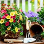 Как посадить клумбы цветущие все лето: лучшие цветы с фото Какие цветы посадить на даче чтобы