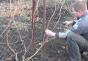 Удаление листьев на виноградных кустах перед обрезкой Надо ли отрывать лишние листья с винограда
