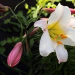 Лилия регале Королевская лилия цветок